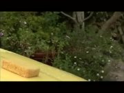 Ana Nova ass-fucked 5/16