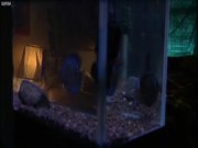 Kim Dickens - Things Behind The Sun 6/16