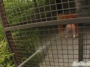 Ass Traffic Chick gets her ass trained 3/16