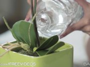 Babes - Let's Fool Around, Paula Shy 2/16