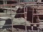 Classic Pornstar becomes Weekend Cowgirl 1/16