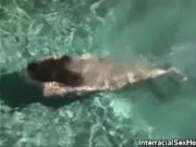 Pool and Outdoor Cock Sucking Interracial 1/16