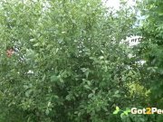 Got2Pee Compilation 004 2/16