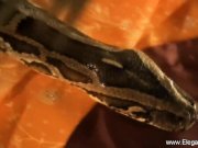 Bollywood Nudes On Display 16/16