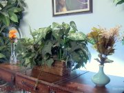 Anal Flower Shop Lesbian Exploration 1/16