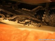 The Rising Of The Sensual Snake 14/16