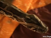 Dancing Erotic Dreams 16/16