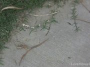 Backyard is a great place for pussy 1/16