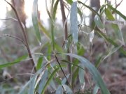 Stark naked Japanese fat frog lady in the swamp HD 2/16