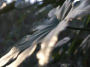 Stark naked Japanese fat frog lady in the swamp HD 3/16