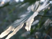 Stark naked Japanese fat frog lady in the swamp HD 4/16