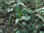 Stark naked Japanese fat frog lady in the swamp HD 5/16