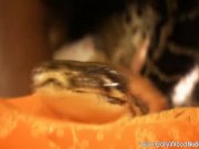 Exotic Dancer With Her Good Luck Charm 13/16