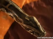 Exotic Dancer With Her Good Luck Charm 16/16