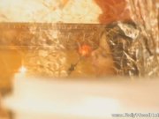 The Flower Of India 10/16