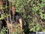 Sami blows the new pool guy and milks out the cum 2/16