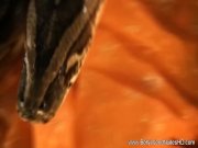 Lover From india So Hot 16/16