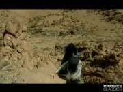 Mafalda and the Bedouins Ganbanged in the Desert 2/16