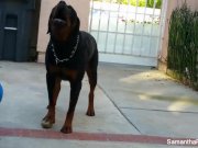 Samantha Saint tease photo shoot 12/16