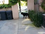 Samantha Saint tease photo shoot 8/16