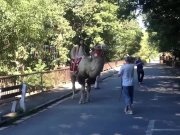 Lexidona - Camel 1/16