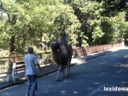 Lexidona - Camel 4/16