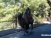 Lexidona - Camel 5/16