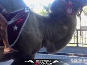 Lexidona - Camel 6/16