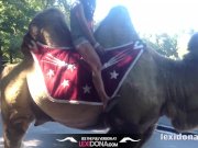 Lexidona - Camel 7/16