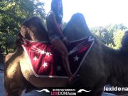 Lexidona - Camel 9/16