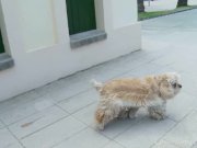 Blonde Cancels Sightseeing, Prefers Sucking Hard Cock 2/16