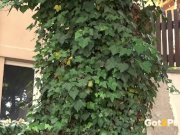Public Pissing - Cute dark haired teen squats to pee in a garden 15/16