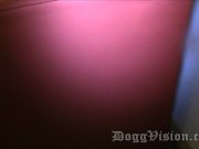 Foxy Kitty Loves Dark Chocolate 1/16