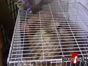 Succubus Sindee Coxx strapon banged in raunchy threeway 16/16