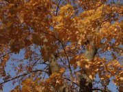 Weliketosuck - Cock sucking hottie fucks on first date 3/16