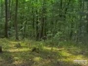 Private Classics, DP in the forest 4/16