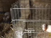 PASCALSSUBSLUTS -  Pierced Louise Kay drilled before facial 2/16