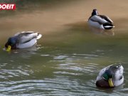 LETSDOEIT - Sexy Girl Found In The Park GETS Ass Fucked (Kristy Black) 2/16