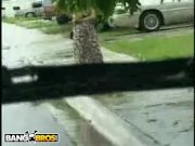 BANGBROS - Throwback Thursday: Latina Amateur Monica! 2/16