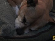 PASCALSSUBSLUTS - Hottie Jessica Jensen eats maledom cum 2/16