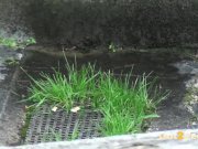 Hot Blonde Needs To Pee In The Park 16/16