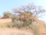 Hardcore MILF lesbians Dana Vespoli and Phoenix Marie gape 1/16