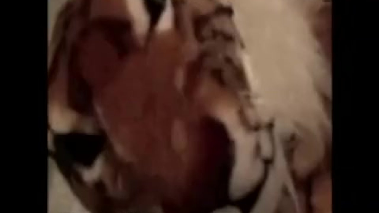 black midget fucks trailer park trash - Free Sex Video - RedTube