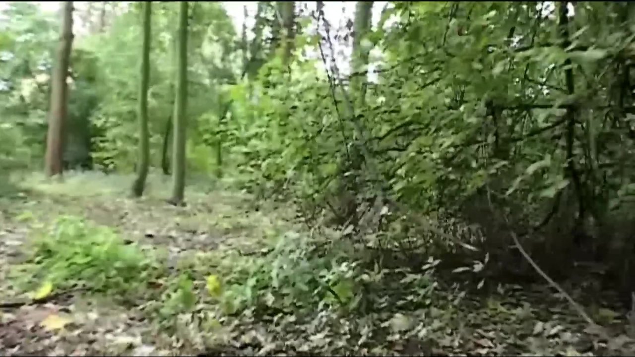 Bdsm Forest Hunting